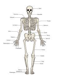 Here are a few interesting facts about the human body. Human Skeleton Switched On Kids