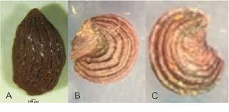 Seeds for sale starting at € 5.80. Evaluation Of Growth Flowering And Seed Morphology Of Bat Flower Tacca Chantrieri Semantic Scholar