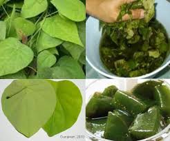 Antioksidan alami, mengobati demam, anti inflamasi alami, mengatasi diabetes melitus, antibiotik alami, mengatasi masalah darah tinggi, mengatasi radang. Cincau Hijau Cyclea Barbata L M Bahan Minuman Fungsional Kompasiana Com