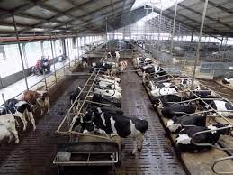 Rasele străine de vaci mixte au nevoie de o perioadă de acomodare în fermele din. Olanda Mai Multe Vaci FermÄ Èi Mai Mult Lapte VacÄ Revista Ferma