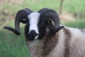 Pin By A Normal Potato On Art Refs In 2020 Jacob Sheep Barnyard Animals Sheep And Lamb