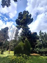 Image result for Agathis