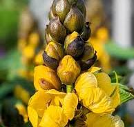 Learn all about the plant that smells like buttered popcorn!