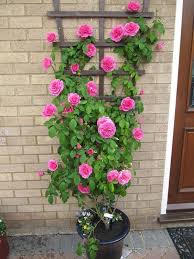 Pin On Gardening