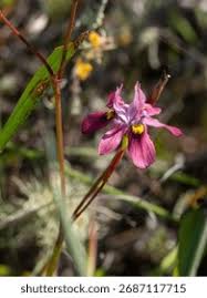 Image result for Moraea schimperi