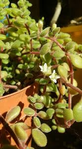Image result for Crassula expansa
