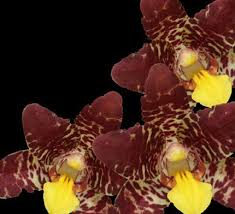 Image result for Summerhayesia zambesiaca