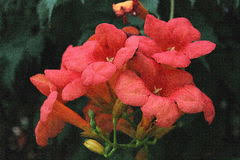 Resultado de imagen para flores pezuñas planta