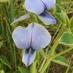 Image result for Crotalaria polysperma