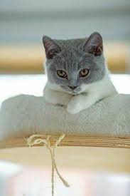 Cara mengobati sakit mata pada kucing secara alami yang pertama adalah dengan membasuh mata kucing yang sakit dengan air garam. Khadijah Deejahjalil Profil Pinterest