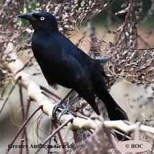 Image result for Anagallis gracilipes