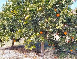 Beware of rootstock taking over! Fruit Cocktail Citrus Tree Lemons Limes Oranges Fruit Cocktail Tree Grafting Fruit Trees Fruit Garden
