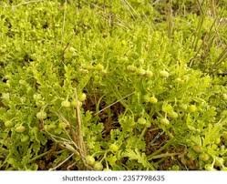 Image result for Grangea maderaspatana