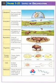 Noteslevelsoforganization2 Jpg 433 638 Levels Of Organization Biology Biology Worksheet Learn Biology