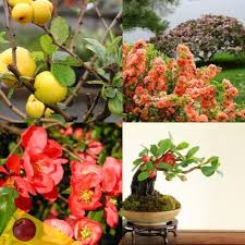 Texas scarlet flowering quince fruit. Japanese Quince Chaenomeles Japonica 20 Seeds Ebay Japanese Quince Chaenomeles Quince