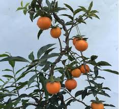Image result for Diospyros mafiensis