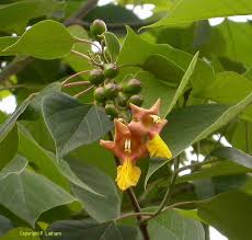 Image result for Gnetum africanum
