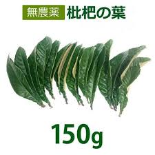 無農薬 枇杷の葉 びわの葉 150g 枇杷の生葉15枚前後 枇杷葉毎週2回入荷 送料無料 一部地域を除く 除草剤不使用 同梱不可の通販はau Pay マーケット 健康サポート専門店