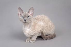 Purina's breed library says they have pretty. Ten Interesting Facts About Rex Cats Pets4homes