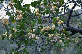Image result for Manulea crassifolia