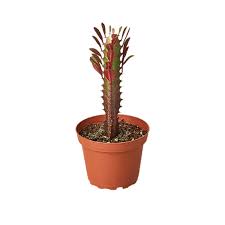 Image result for Euphorbia transvaalensis