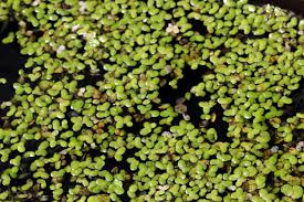 Image result for Lemna