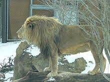 Transvaal Lion Lion Panthera Leo Lioness And Cubs