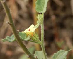 Image result for Hibiscus panduriformis