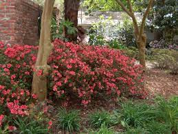 Woodland Gardens Woodland Garden Plants Azaleas