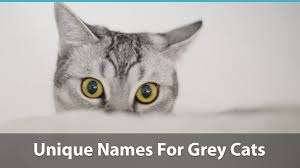 See more ideas about pet names, dog names, names. Top 120 Names For Grey Cats Cute Funny Unique Puns And More