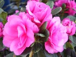 Image result for Azalea azaleas