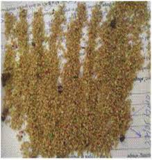 Image result for Vernonia congolensis