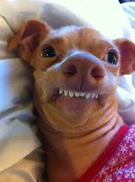 Tuna Melts My Heart The Underdog With The Overbite Pin On Cuteness
