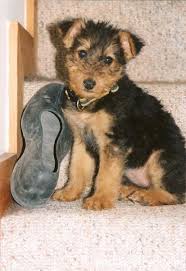 If you are looking to adopt or buy a goldendoodle take a look here! Ohio Airedale Terrier Dog Breeds Airedale Terrier Airedale Puppy Terrier Dog Breeds