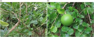 Image result for Strychnos