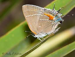 Image result for Satyrium