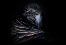 When we think of parrots, we usually imagine them as the dracula parrot, also known as pesquet's parrot (psittrichas fulgidus) is one of the rare species of animals remaining. Pesquet S Dracula Parrot Psittrichas Fulgidus Animalporn