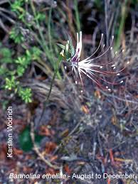 Image result for Platycoryne buchananiana
