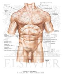 Your abdominal muscles form part of your core and are important when it comes to body movement and supporting your back. Abdomen Surface Anatomy