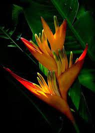 Bird Of Paradise Flores Tropicais Flores Exoticas Plantas Tropicais