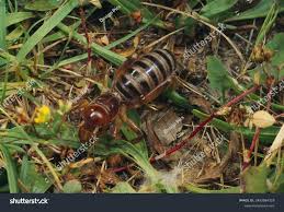 Image result for Stenostelma