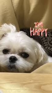 Blackpink Jisoo 200515 Happy Dalgom Day 2020