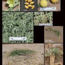 Image result for Cucurbitaceae