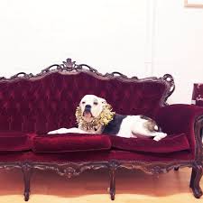 A community of pet carers and pet trainers that are committed to best practice. Dog Training Inner West Council