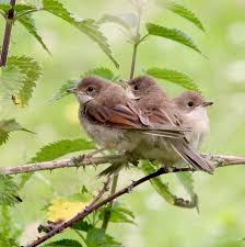 Common Garden Birds Of South Africa Photos Pin By Elizabeth Petetson On Garden Serenity 2 Common Garden Birds Most Beautiful Birds Beautiful Birds