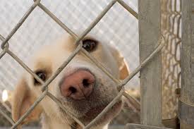 Our pet adoption process is designed to ensure that each orphaned pet finds a loving, permanent home. What Atlanta Shelters Are Participating In Empty The Shelters 2021