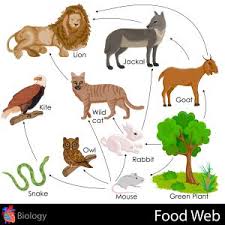What better way to teach ki. Web Of Life
