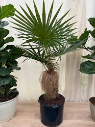 Image result for Plantago palmata