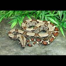 Since red tailed boas are from brazil they like their environments warm. Colombian Red Tail Boas Boa Constrictor Imperator