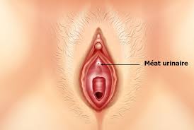 Faire des rencontres sur internet vous êtes célibataire?! Meat Urinaire Femme Homme Schema Inflammation
